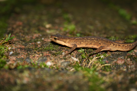 Salamander in the dark