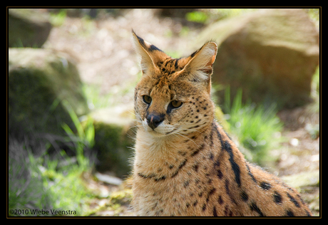 Serval