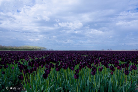 Natuurlijk contrast