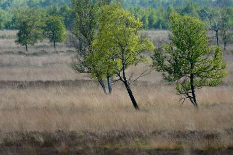 Bargerveen