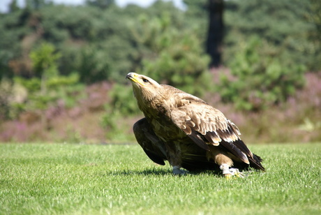 vogeltje