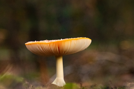 Paddestoel in de eenzaamheid