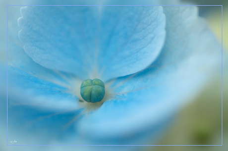 Hortensia blauw