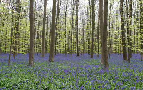 Hallerbos.