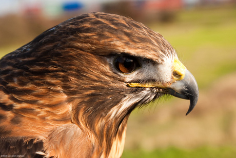 Roodstaart buizerd