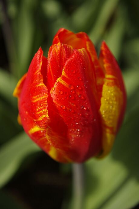 Tulp