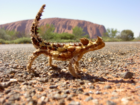 Bewoner van de woestijn
