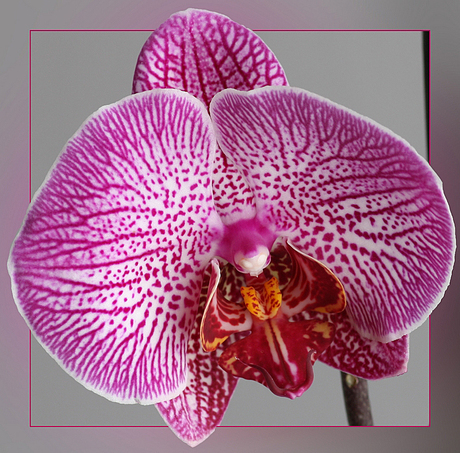 Orchidee