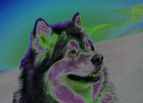 portret van prachtige hond