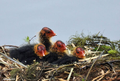 meerkoetjes