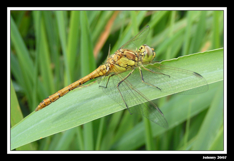 Libelle