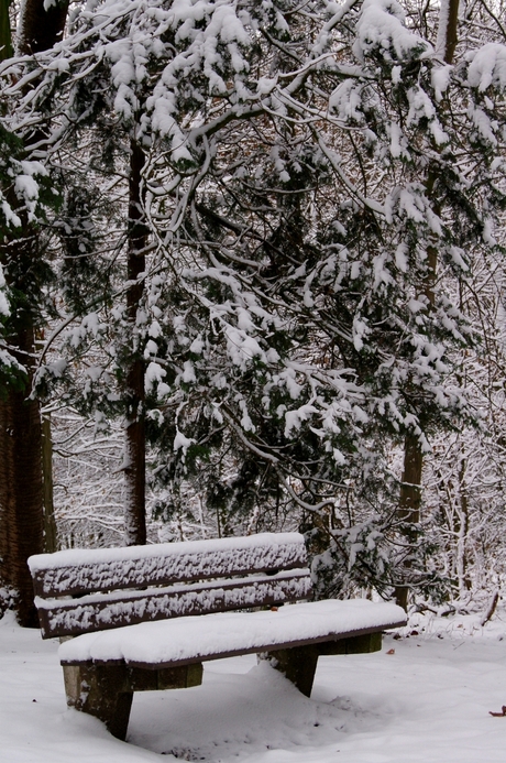 Winter in het park