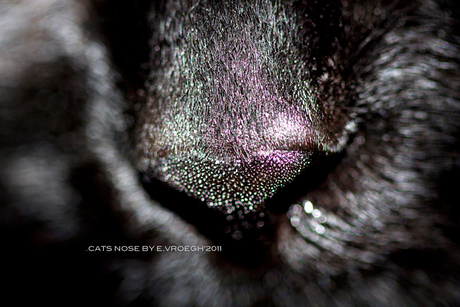 Cats Nose