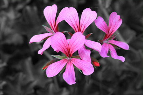 Pink Flowers