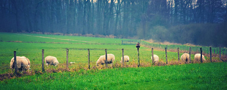 een Arend die aan het zoeken is naar een lekker hapje tussen de schapen.