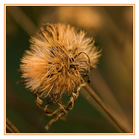 Herfst dichtbij