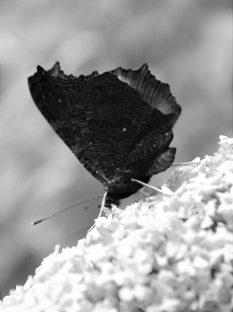 Black and white butterfly