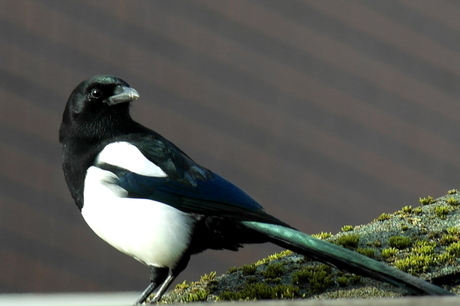 Ekster in mijn tuin