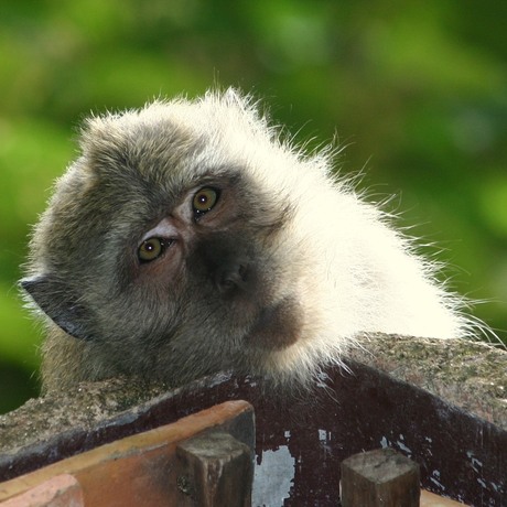 nieuwsgierig aapje
