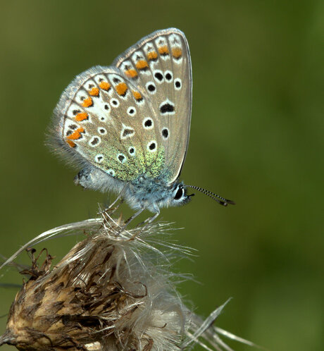 Icarus blauwtje