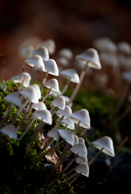 paddenstoelen in het zonlicht