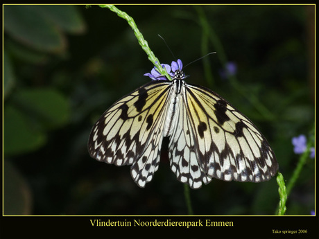 Vlinder op Bloem