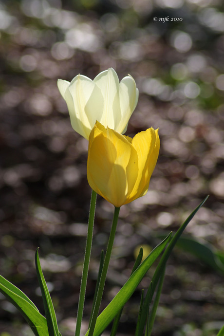 tulpen in de zon