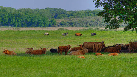 Schotse Hooglanders.jpg