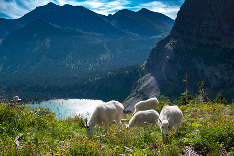 Many Glacier (Montana)