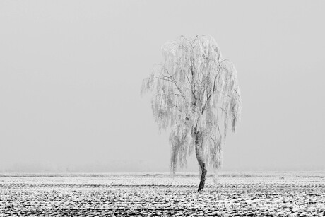 Eenzame boom