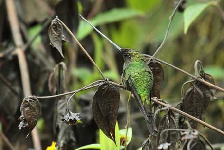 Hoeveel camouflage moet je als Sword billed hummingbird hebben?