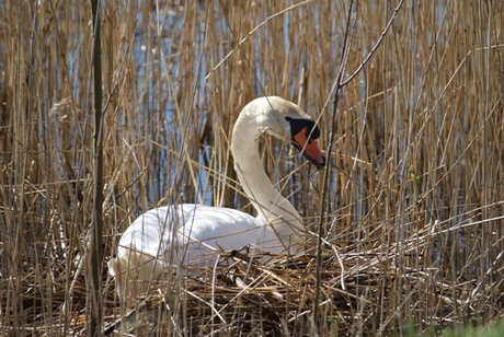 zwaan bouwt nest