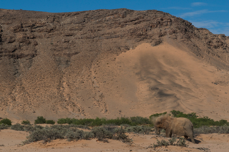 Desert Elephant