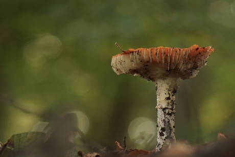 Dè koning der paddenstoelen (2/3)