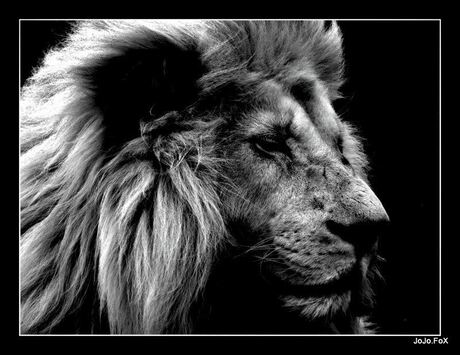 lion bw.JPEG