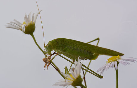 Sikkelsprinkhaan (Phaeroptera Falcata)