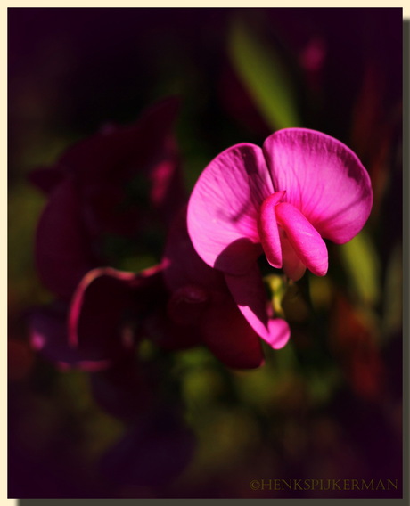 wat je zoal tegenkomt in je tuin