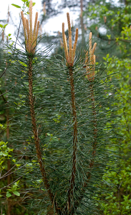 alles groeit en bloeit weer in het bos