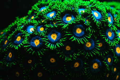 Fluorescerende koraalpoliepen