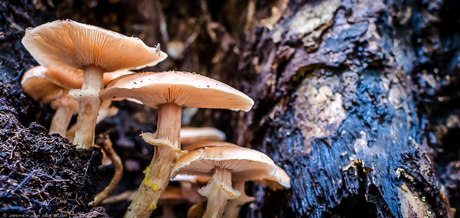 Paddenstoelen groep