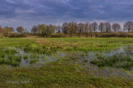 de omgeving in de moerputten