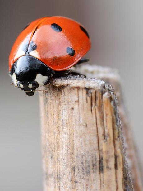 Ladybug 03