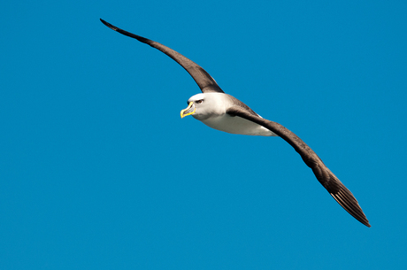 albatros 2
