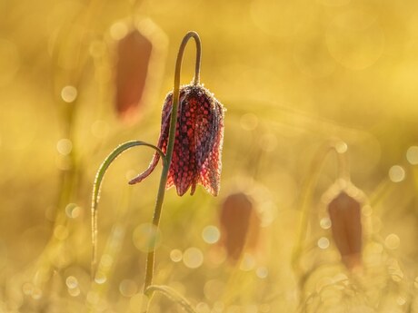 Kievitsbloemen in het warme licht van de opkomende zon