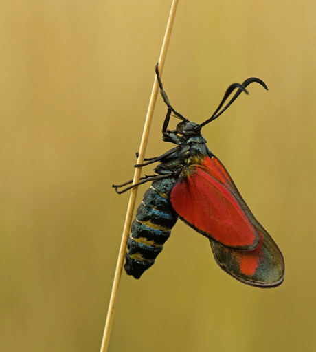 spread your wings and fly