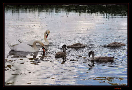 Zwanen familie