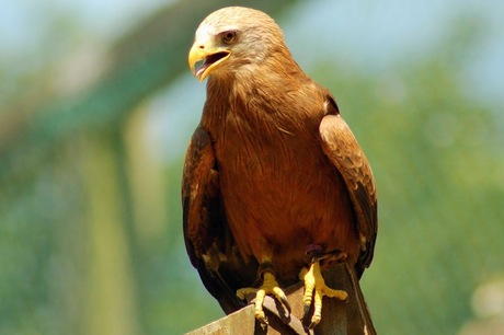 Roofvogel op uitkijk