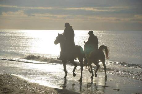 paarden wassenaarse strand