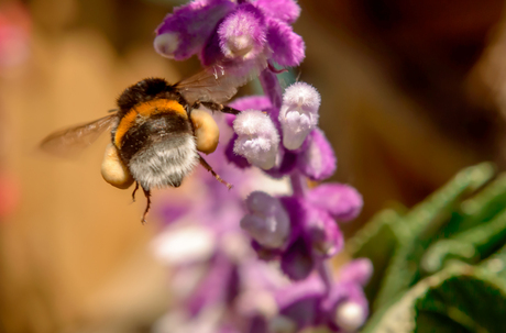 Hommel in actie