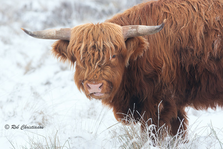 Schotse Hooglander